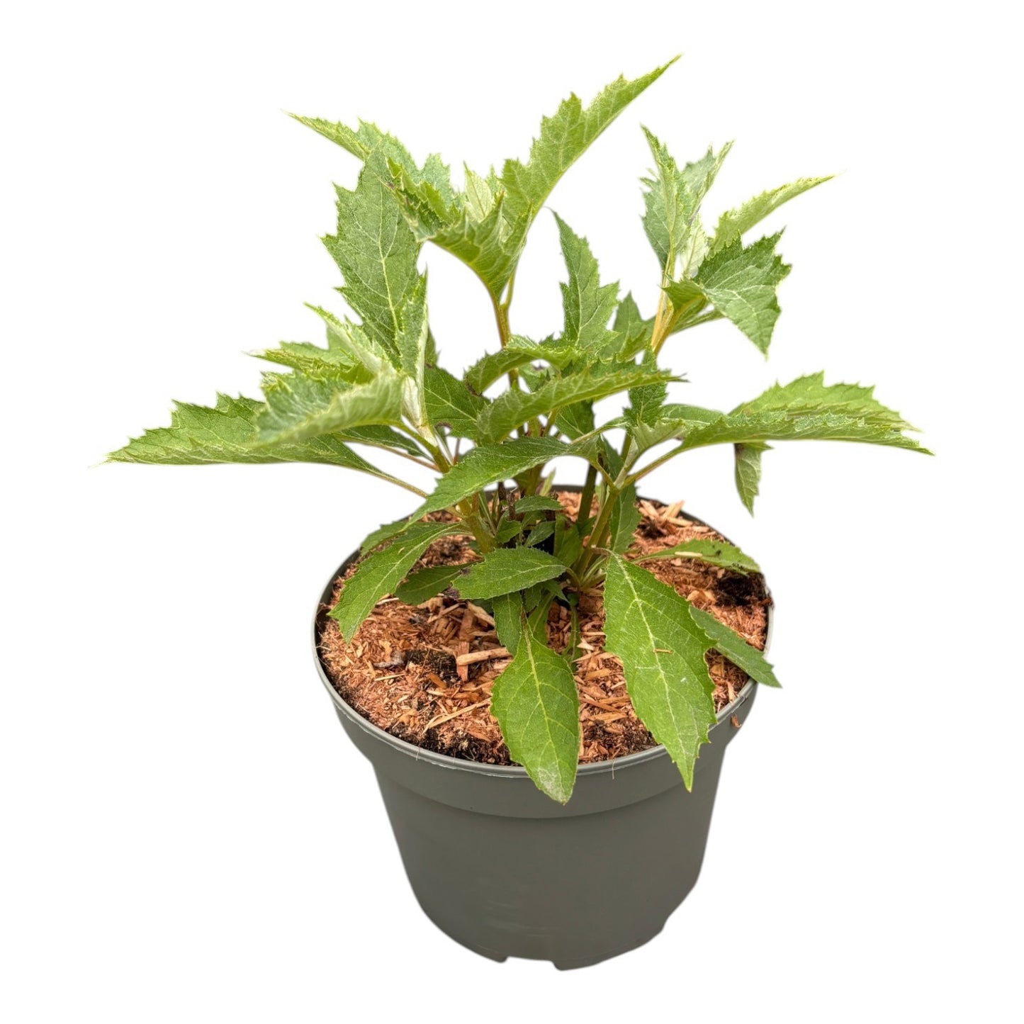 Hydrangea quercifolia 20cm 19cm Pot