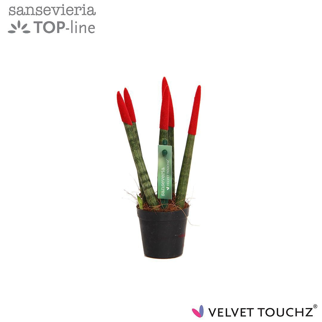 Sansevieria cylindrica 18cm 6cm Pot