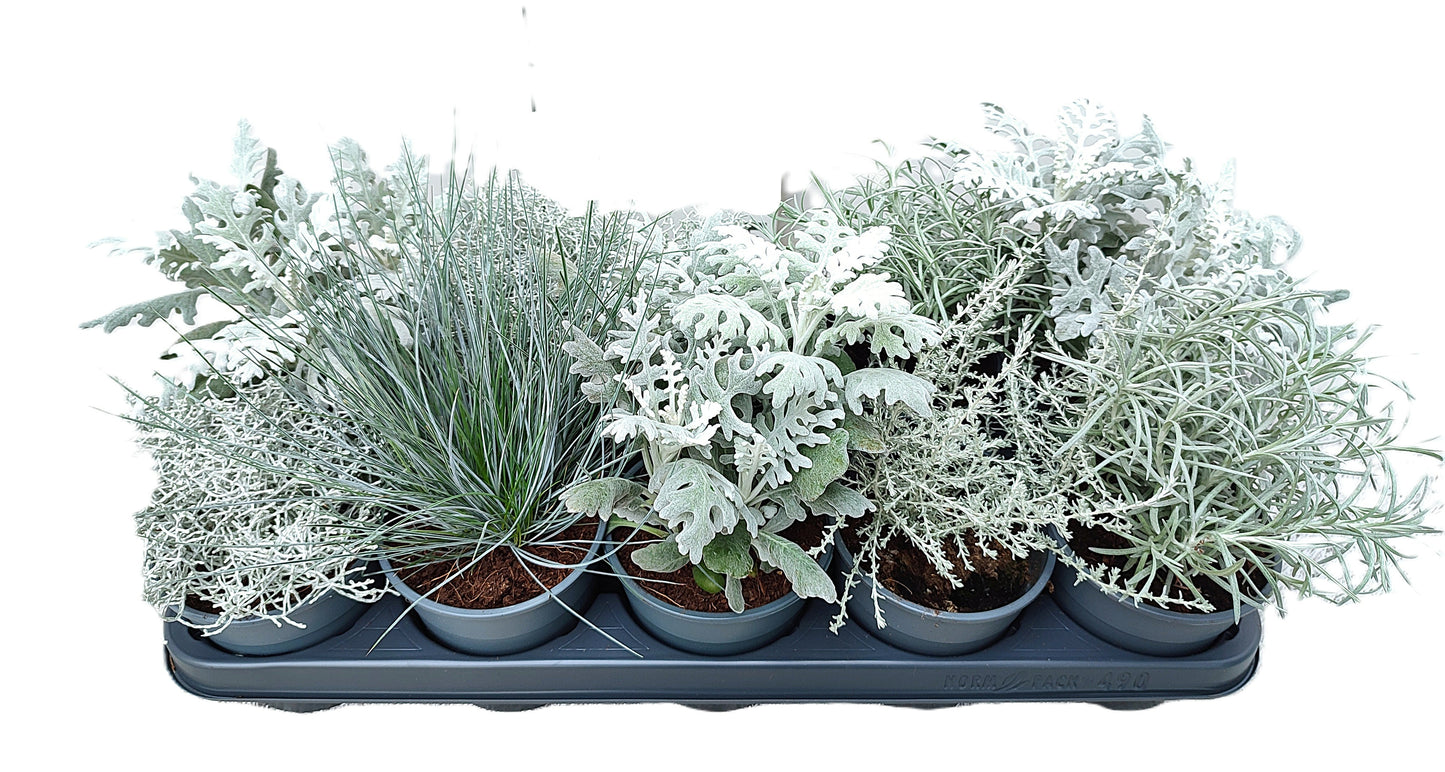 Perennial silver foliage mix 25cm 12cm Pot