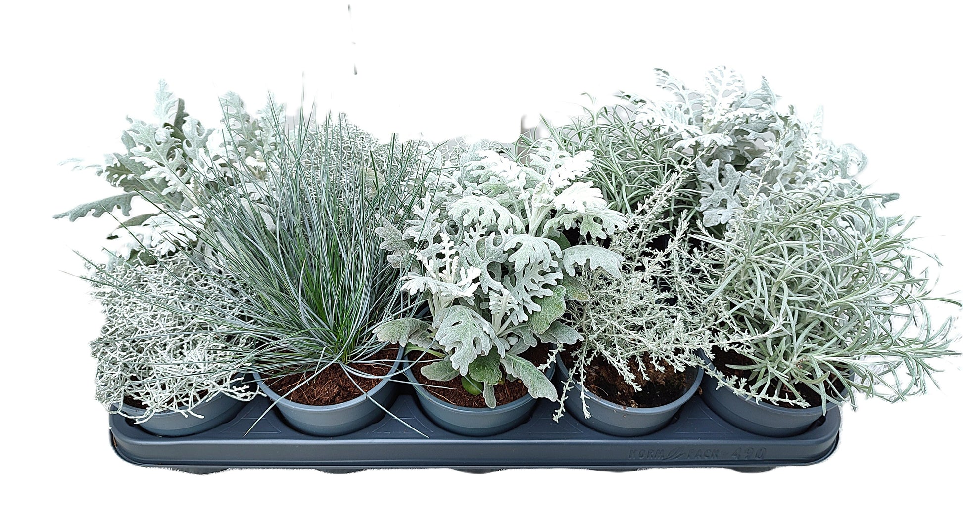 Perennial silver foliage mix 25cm 12cm Pot