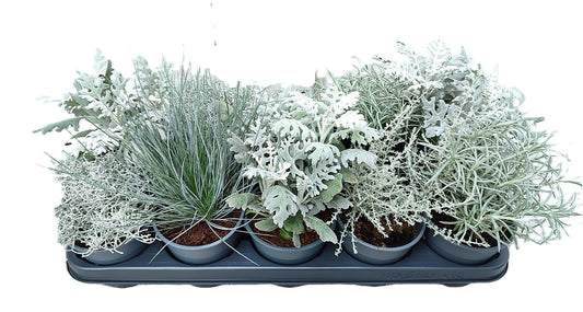 Perennial silver foliage mix 25cm 12cm Pot