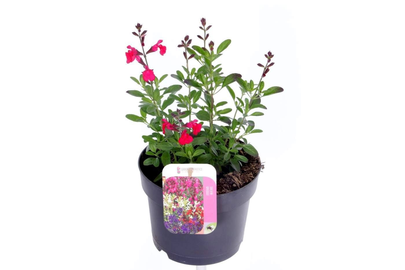 Salvia officinalis 30cm 17cm Pot