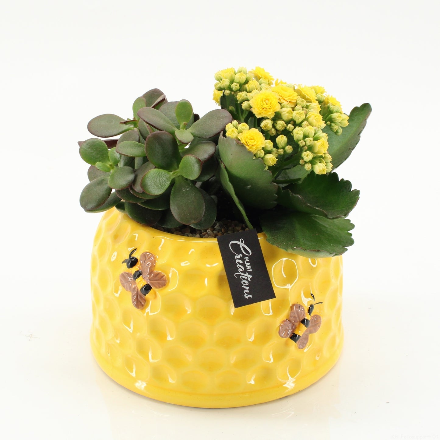 Indoor flowering arrangement 20cm 16cm Pot