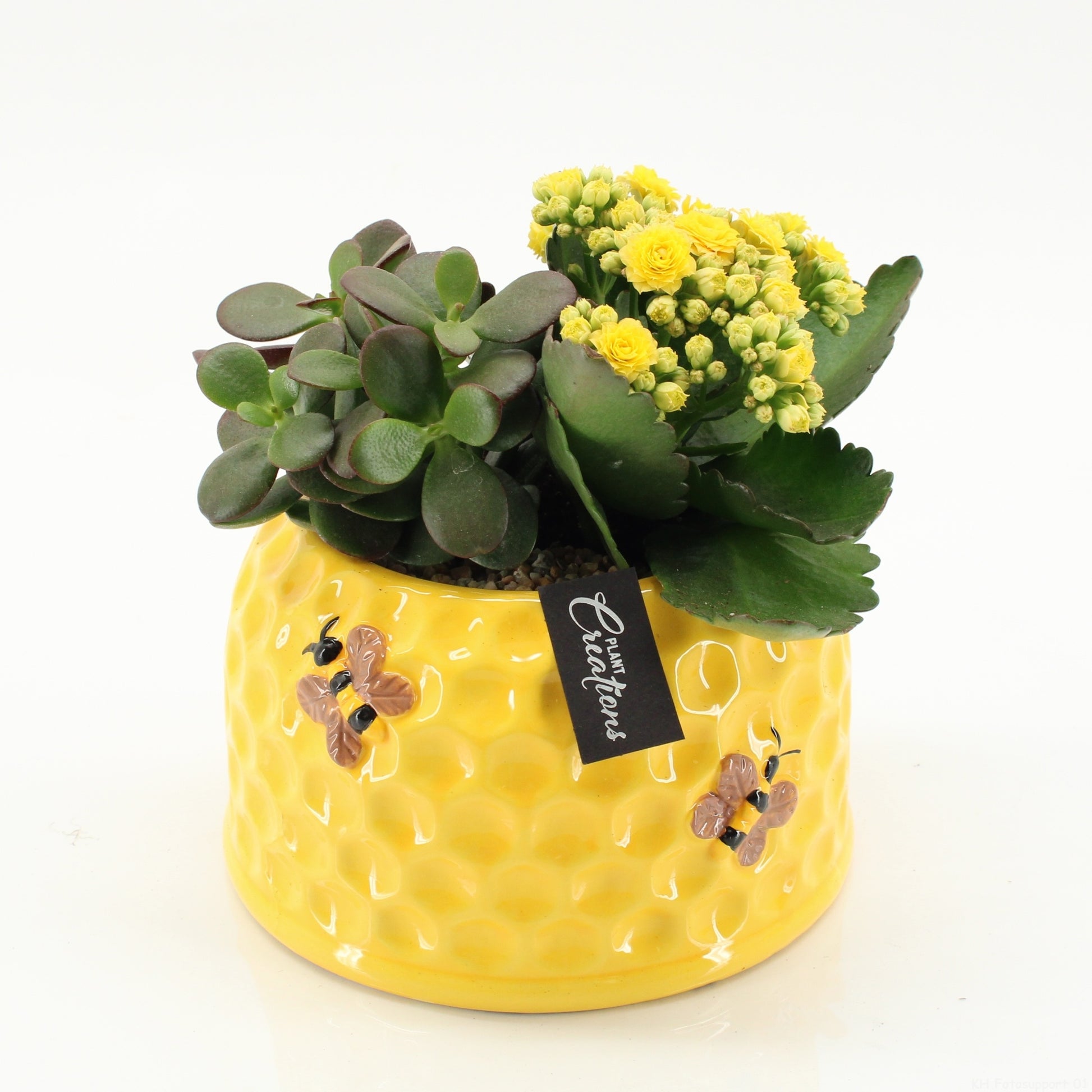 Indoor flowering arrangement 20cm 16cm Pot