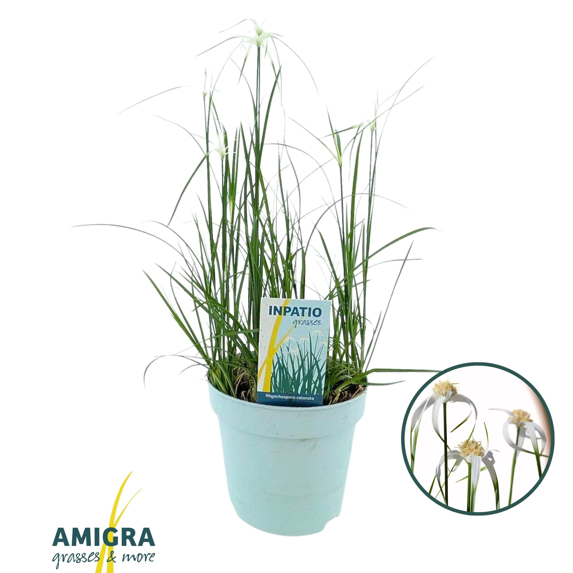 Rhynchospora colorata 55cm 17cm Pot
