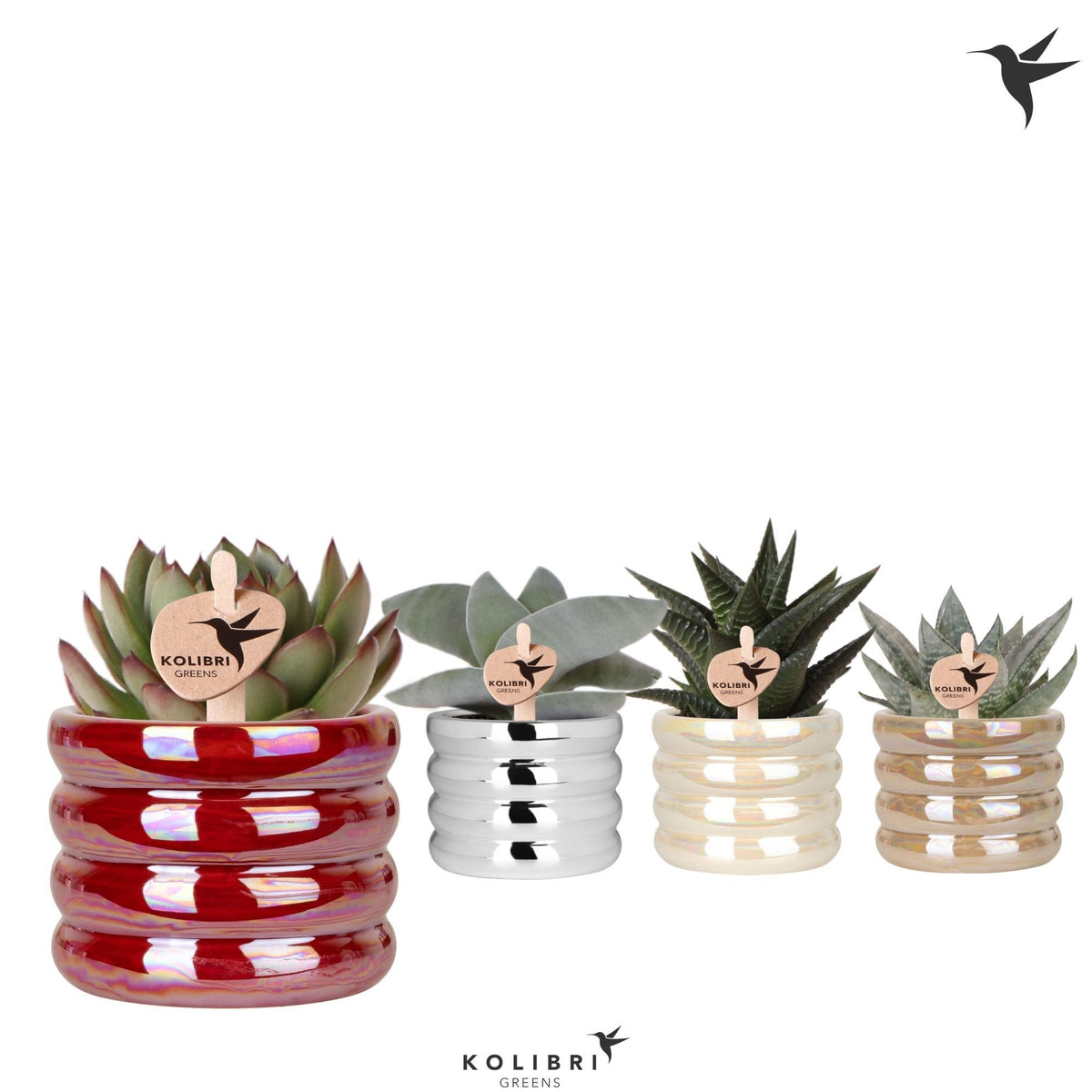 Succulent mix 13cm 6cm Pot