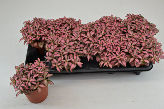 fittonia-mosaic-pink-forest-flame-20cm-12cm-pot