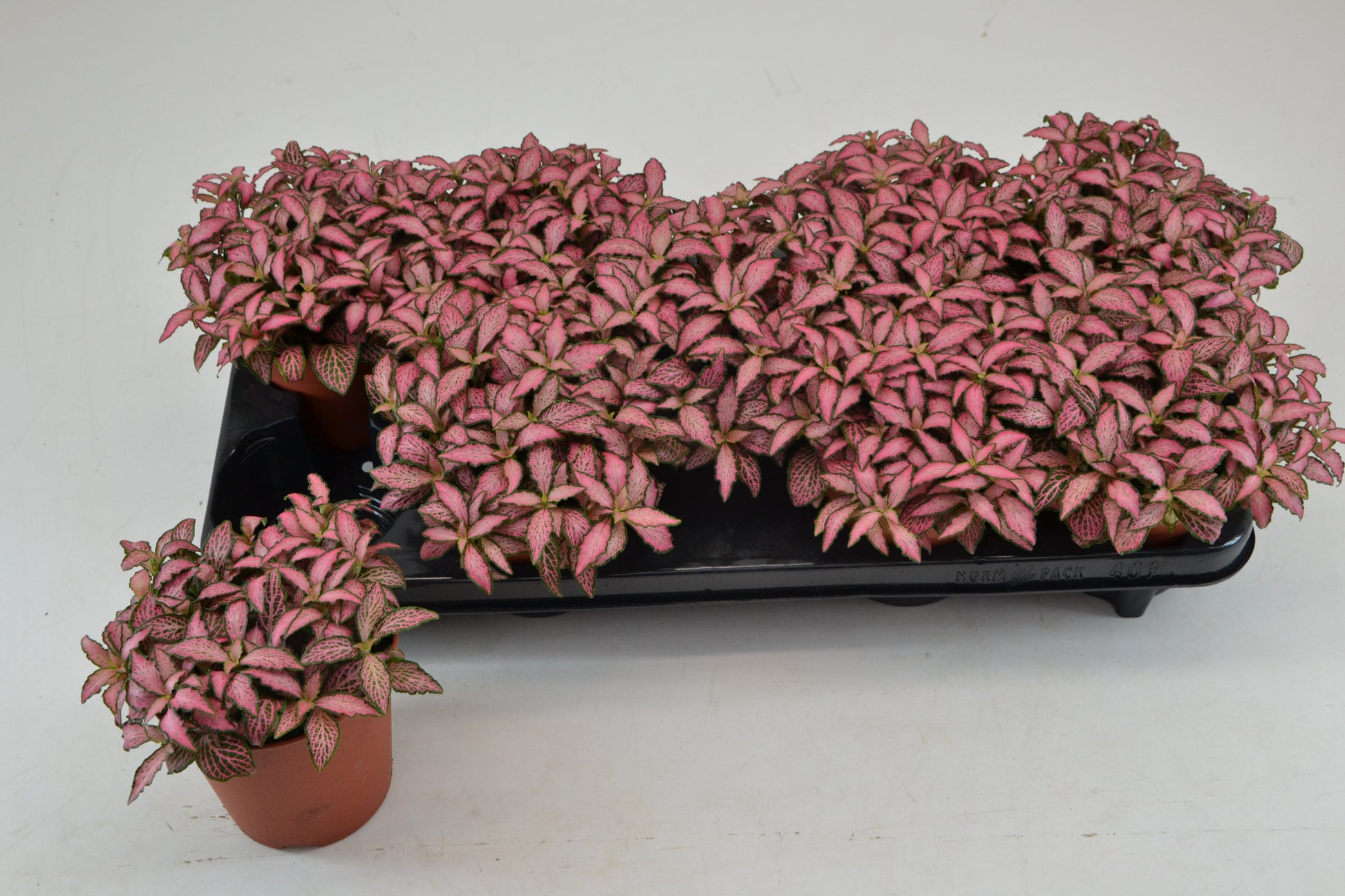 Schoenmakers Verkoop BV Fittonia Mosaic Pink Forest Flame Pack of 9