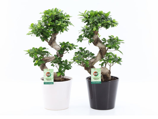 Ficus Ginseng 60cm 22cm Pot