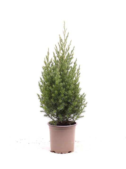 Juniperus Stricta 40cm 11cm Pot