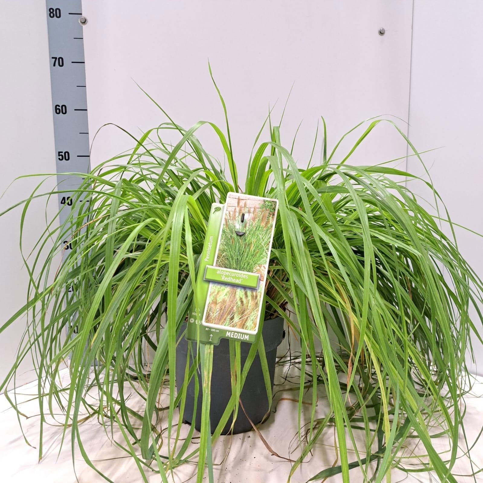 Pennisetum alopecuroides 55cm 23cm Pot