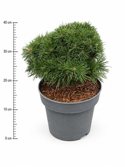 Pinus hybrid 40cm 23cm Pot