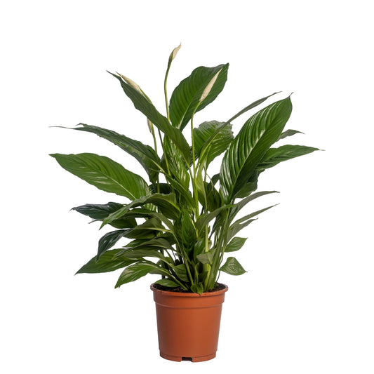Spathiphyllum Vivaldi 75cm 17cm Pot