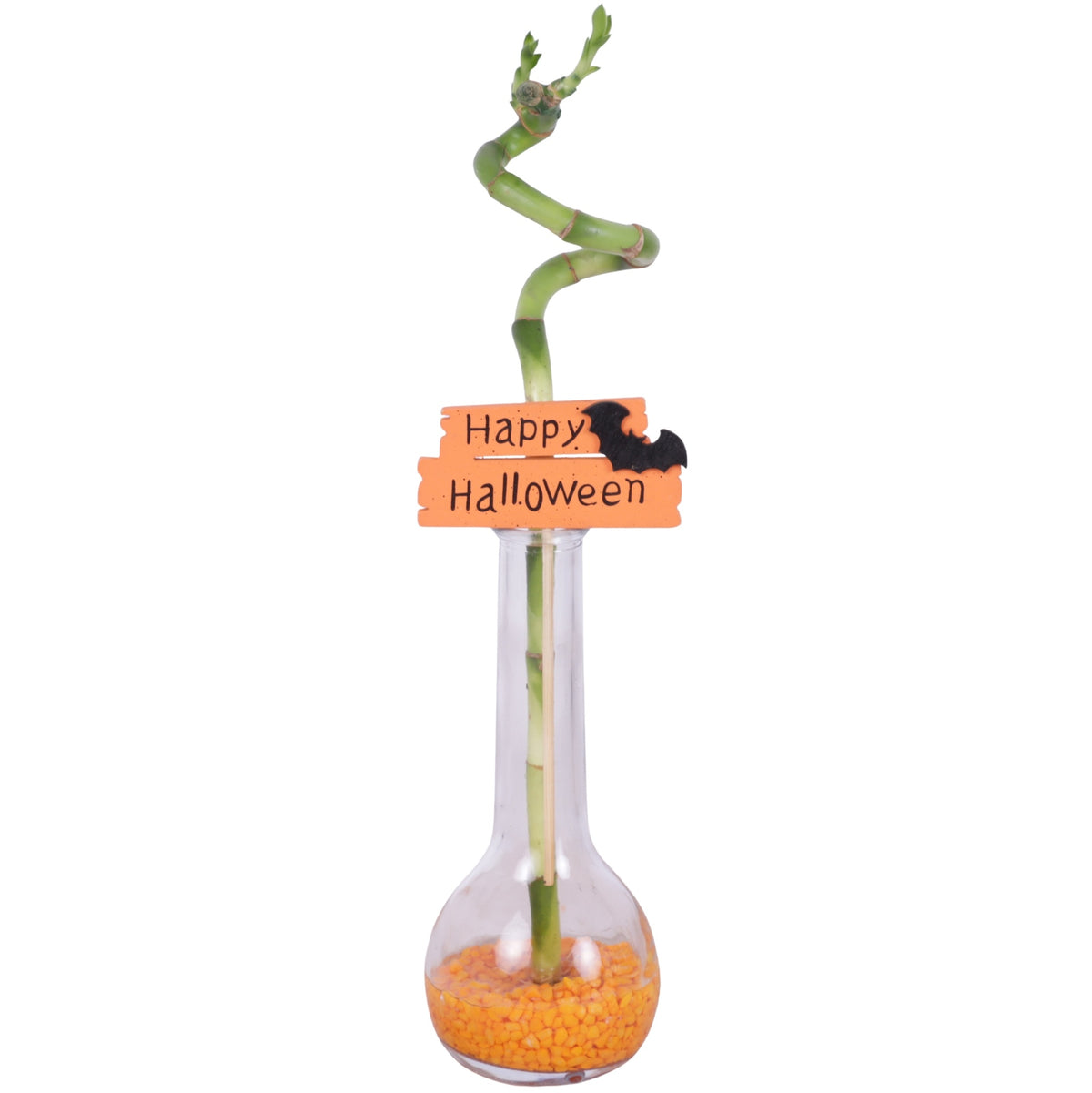 Drac. Lucky Bamboo 30cm 8cm Pot