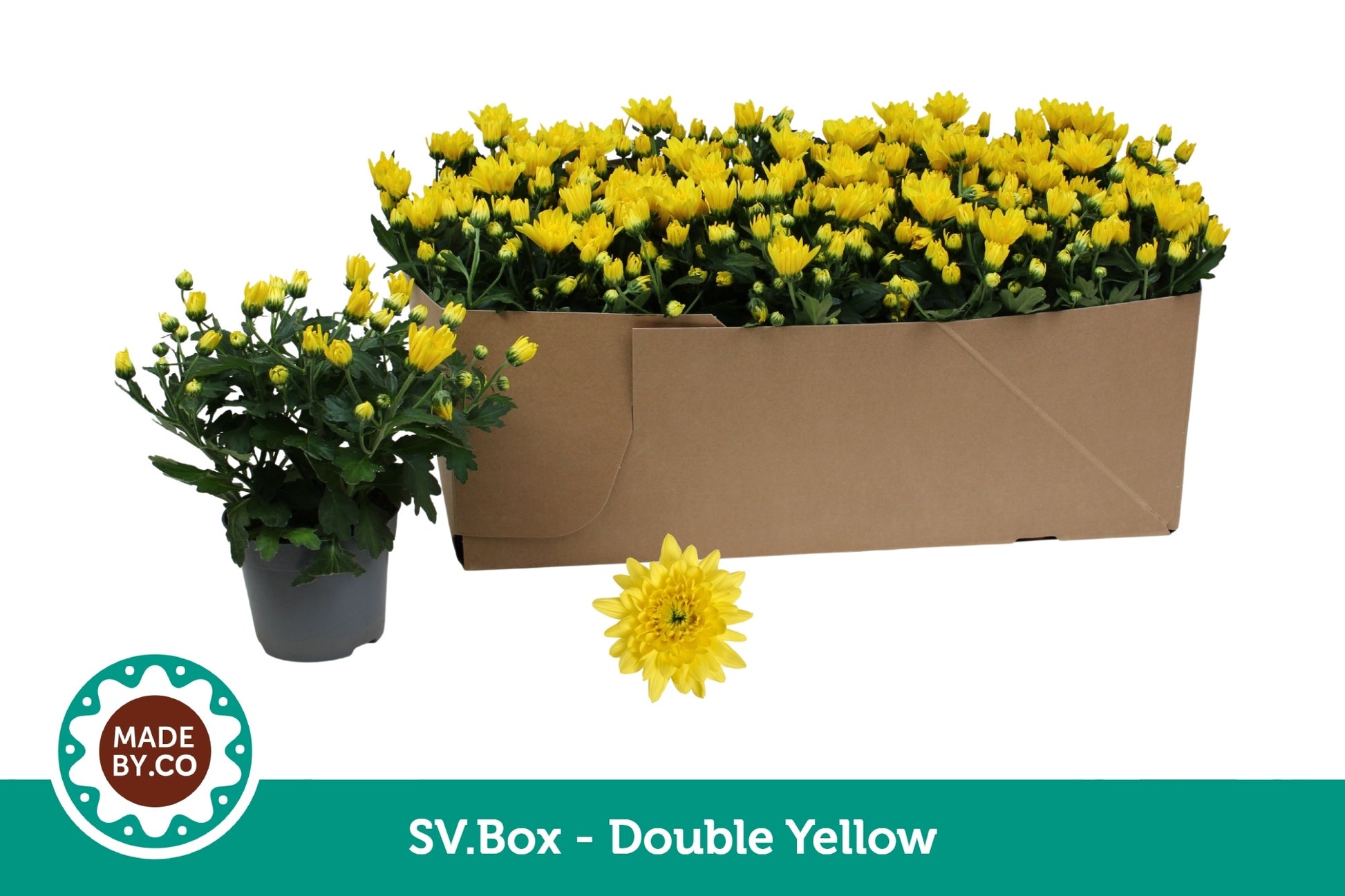 Chrysanthemum Mount Carmel 25cm 12cm Pot