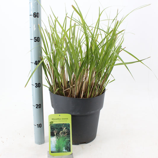 Miscanthus Kleine Silberspinne 55cm 29cm Pot