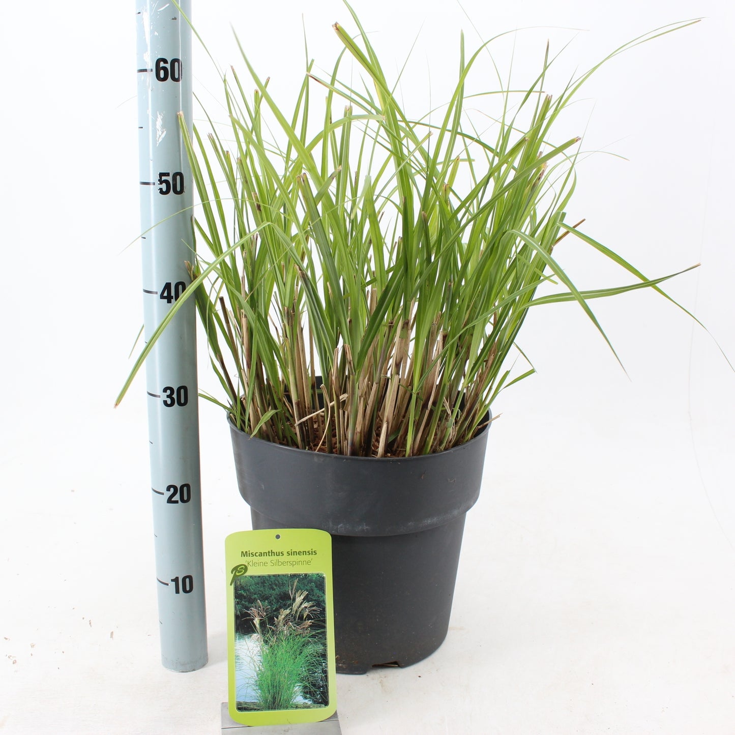 Miscanthus Kleine Silberspinne 55cm 29cm Pot