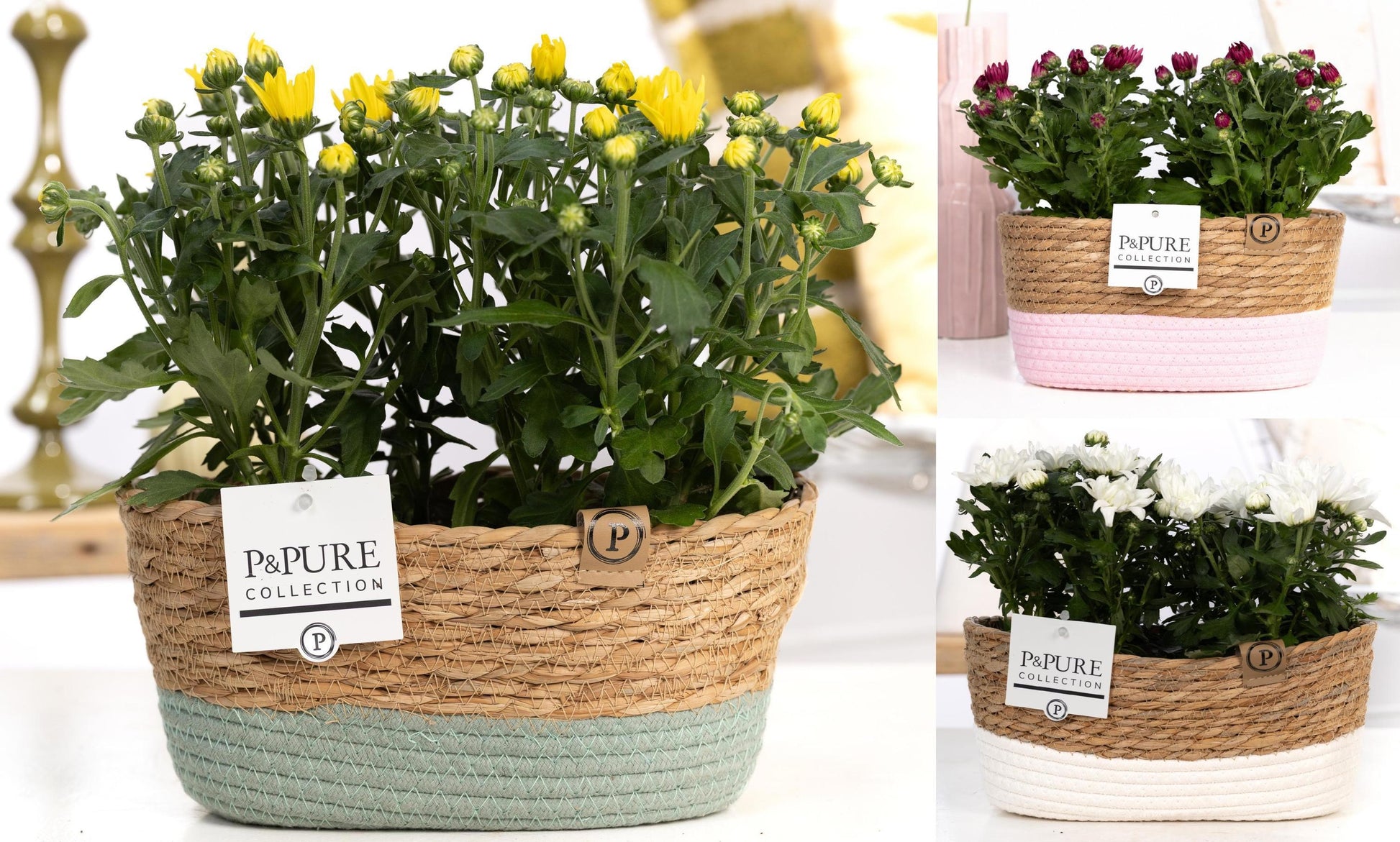 Pure Collection Chrysanthemum double mix Pack of 3