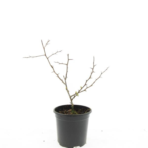 Chaenomeles superba Crimson and Gold 10cm 14cm Pot