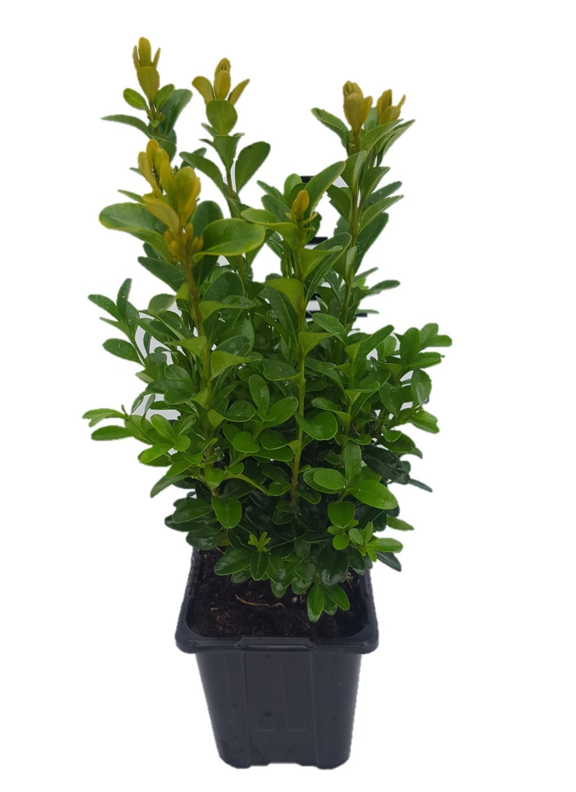 Buxus sempervirens ball 25cm 8cm Pot