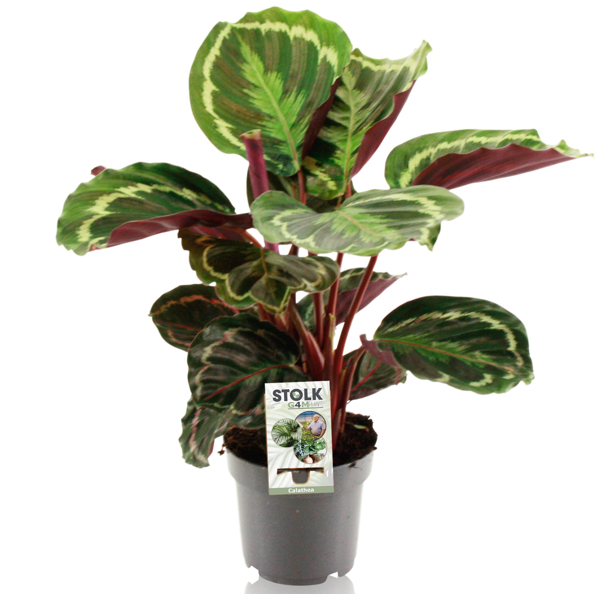 Stolk G4M Plants Calathea Medallion Pack of 8