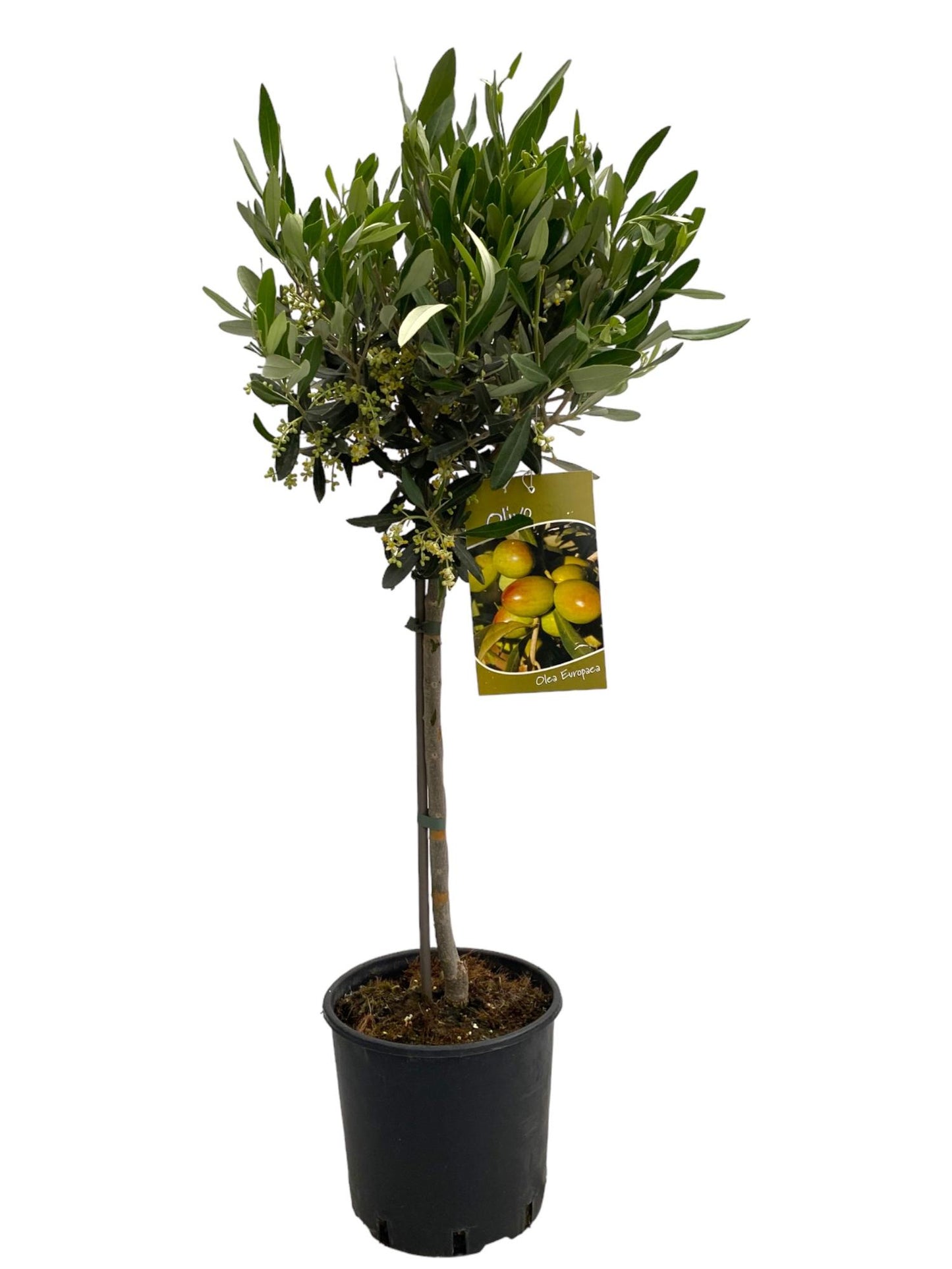 Olea europaea 90cm 19cm Pot