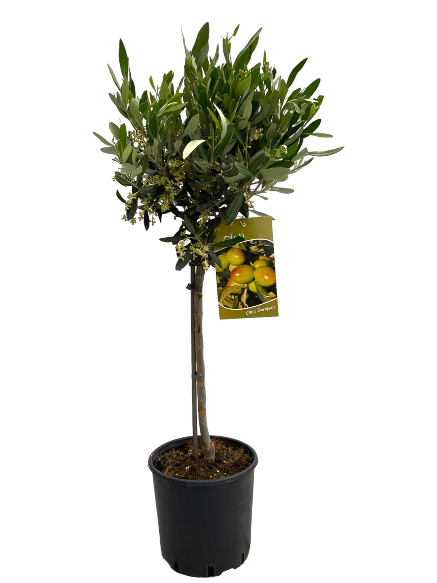 Olea europaea 90cm 19cm Pot