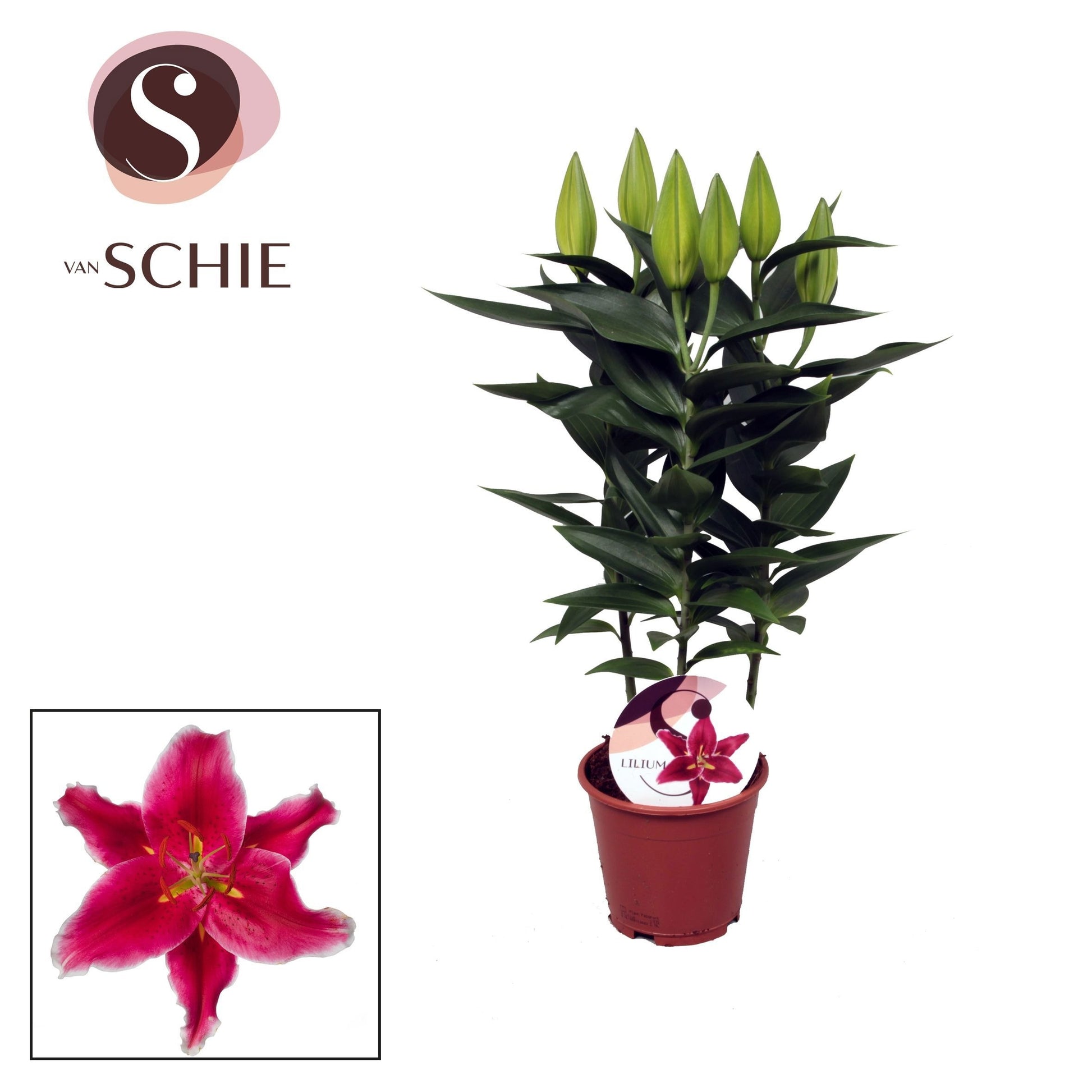 Lilium Starlight Express 45cm 13cm Pot