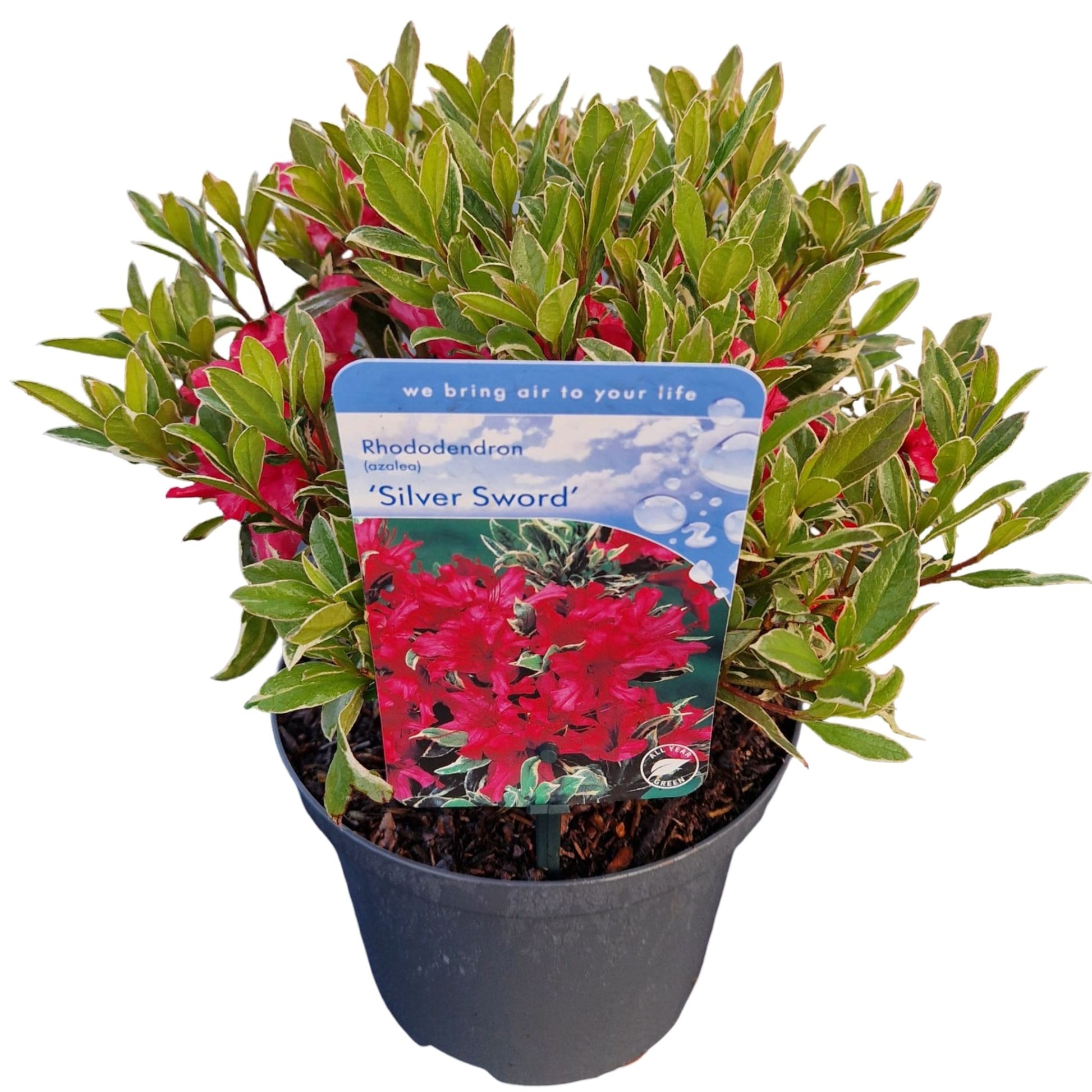 Rhododendron japonicum 35cm 18cm Pot