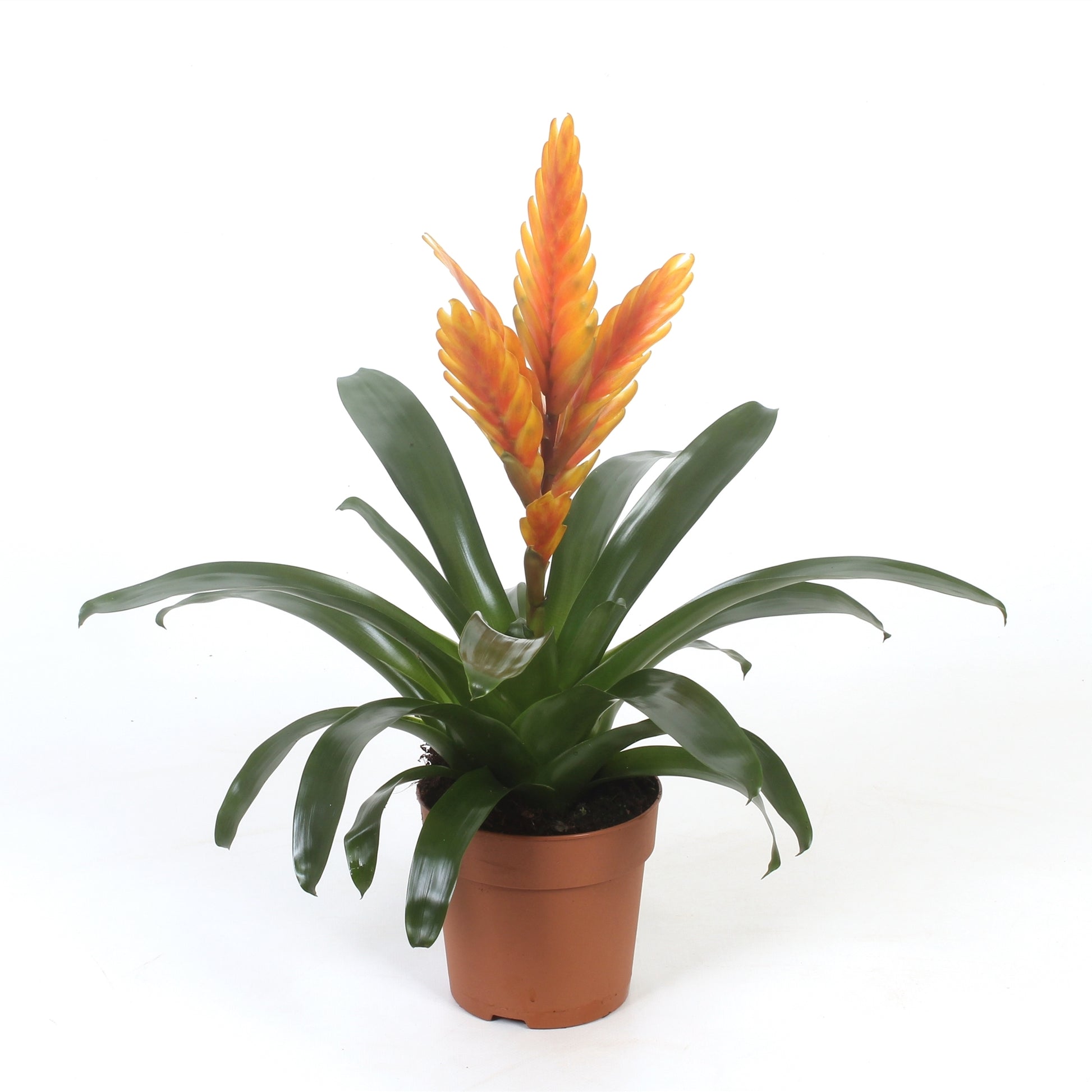 Vriesea Energy 38cm 12cm Pot