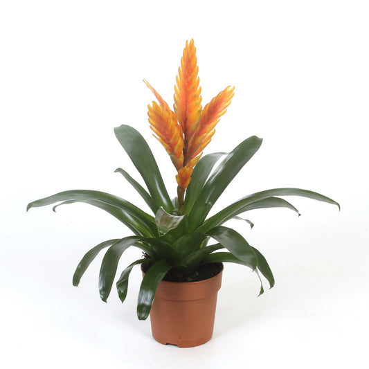 Vriesea Energy 38cm 12cm Pot