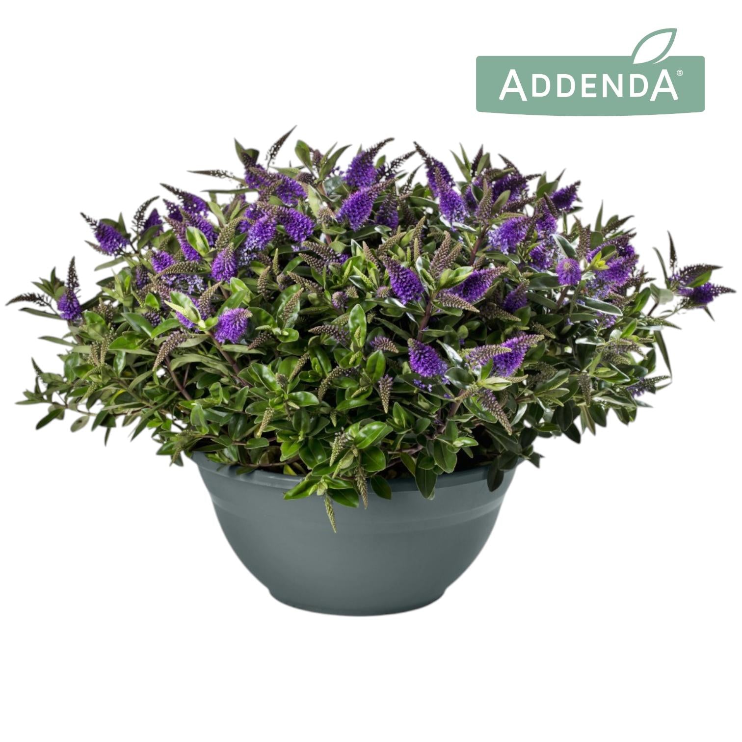 Hebe Hebedonna Anna 45cm 30cm Pot