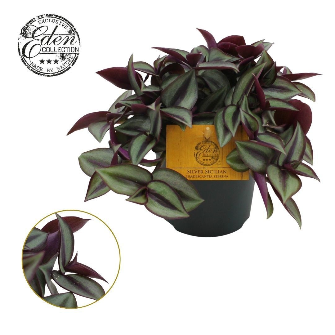 Tradescantia zebrina 510cm Pot