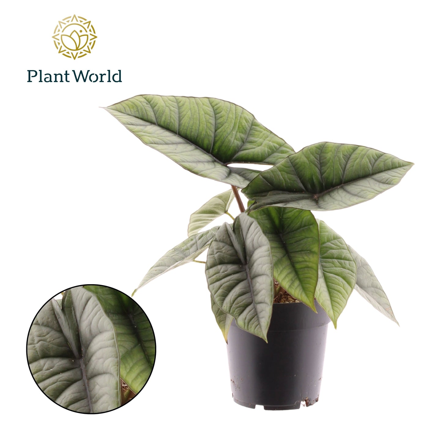 Alocasia Platinum 30cm 14cm Pot