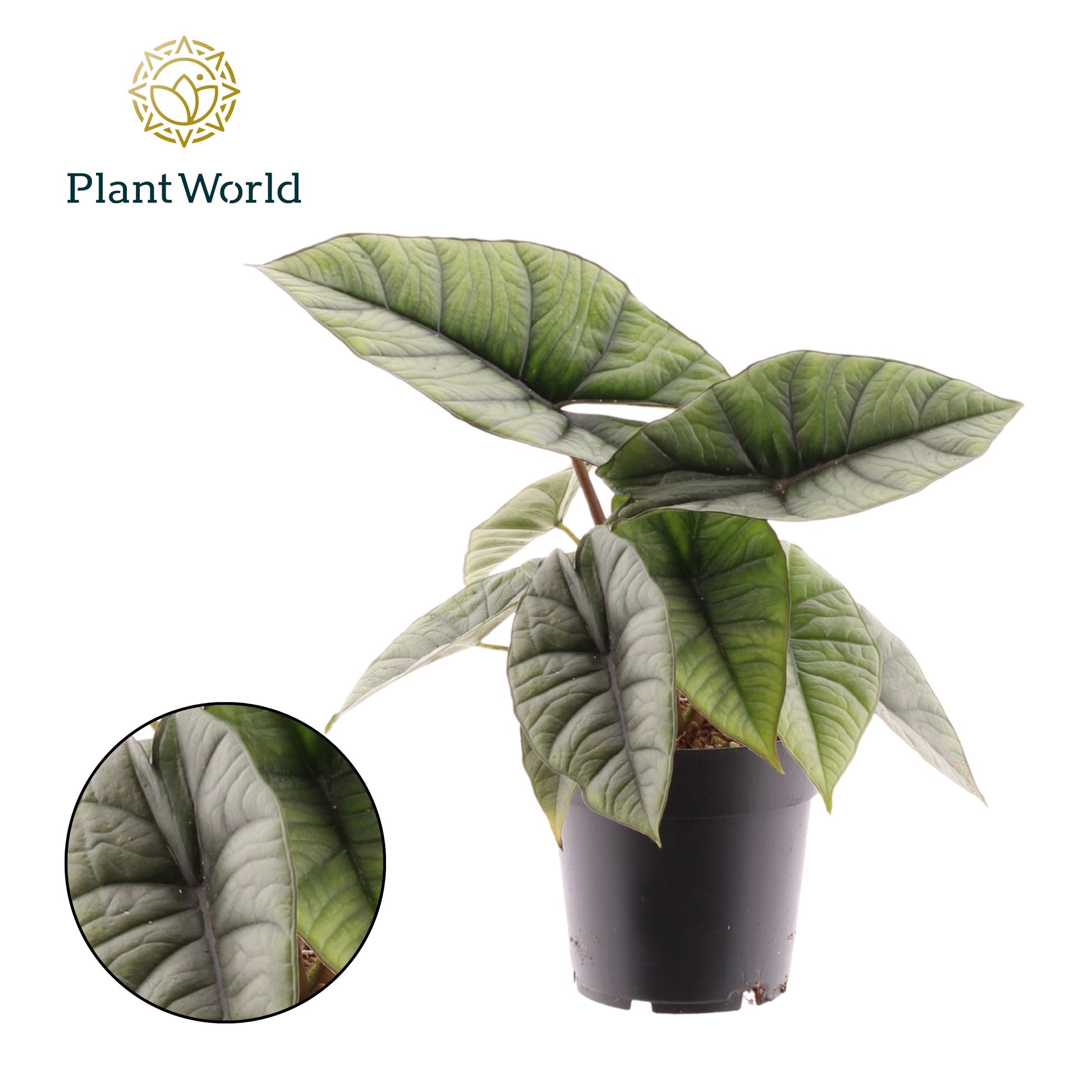 Alocasia Platinum 30cm 14cm Pot