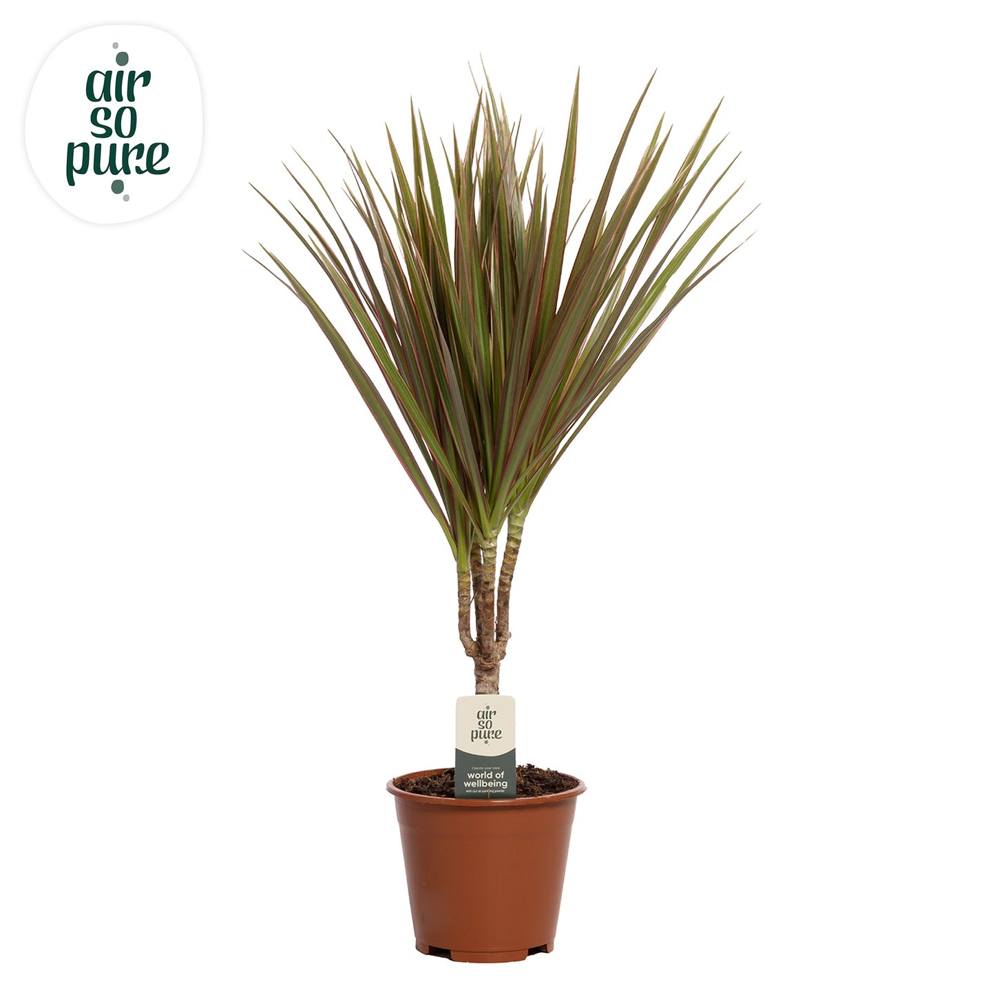 Dracaena Bicolor 55cm 14cm Pot