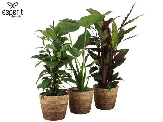 Foliage houseplants mix 65cm 17cm Pot