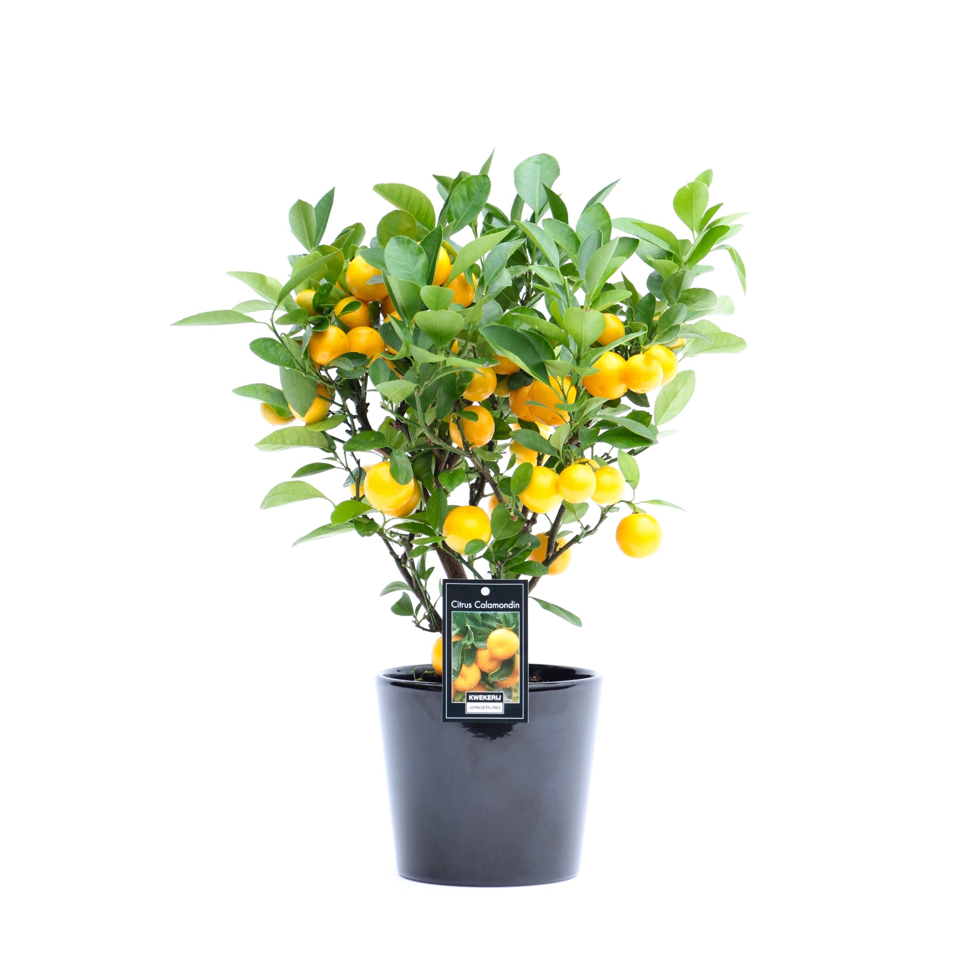 Citrus calamondin Rome ceramic 40cm 16cm Pot