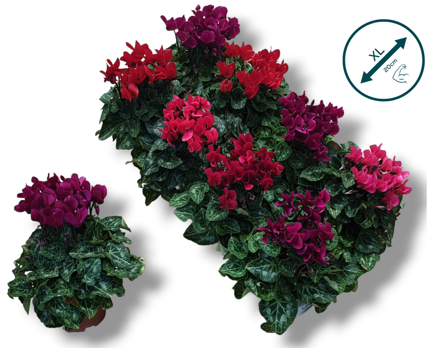 Cyclamen Compact mix 22cm 510cm Pot