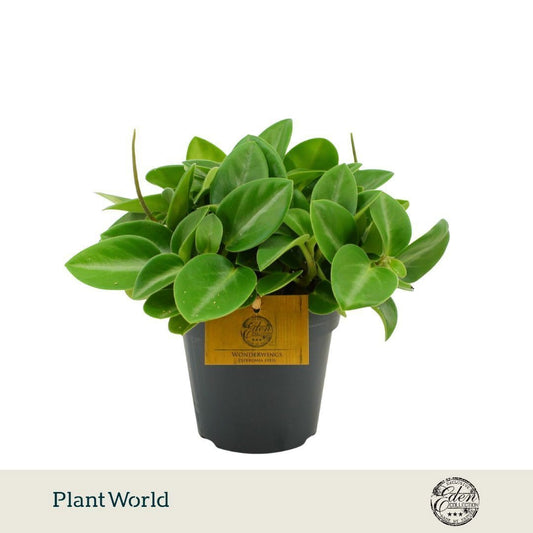 Peperomia Pixie 20cm 12cm Pot