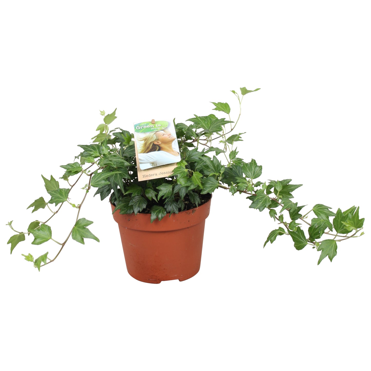 Vireo-Hedera plant BV Hedera helix Jessica Pack of 8