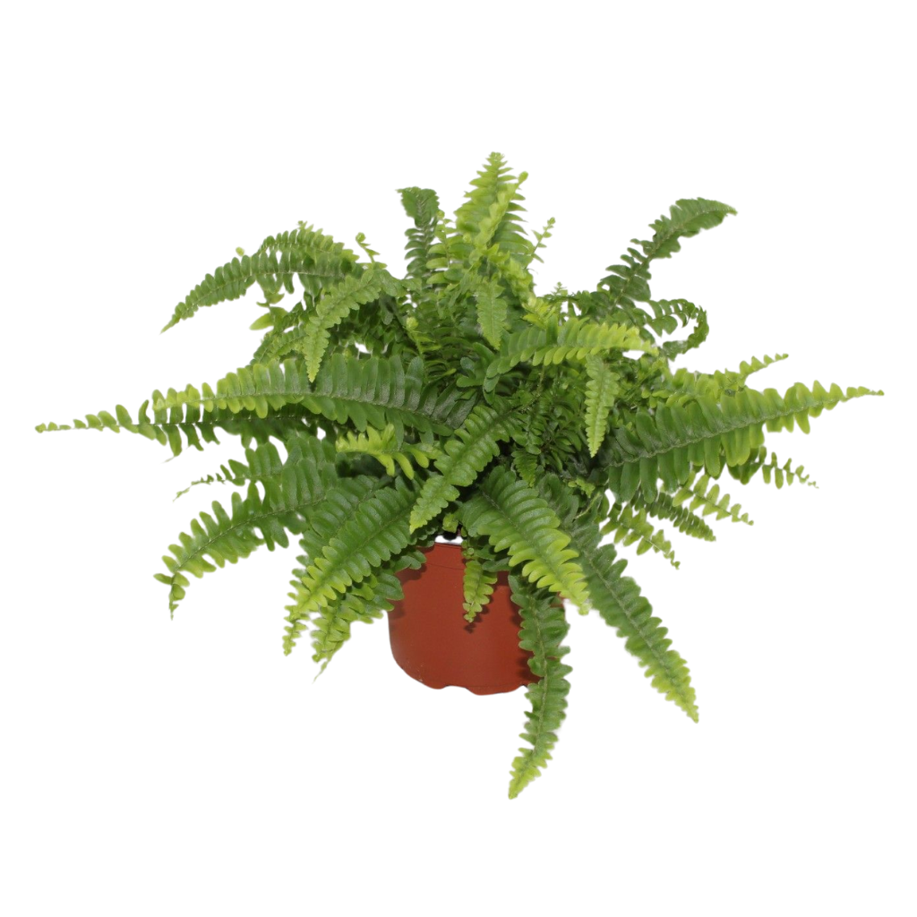 Nephrolepis Green Lady 28cm 12cm Pot