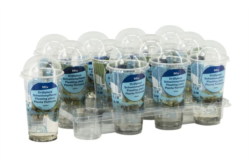 Waterplkw R. Moerings Salvinia natans Pack of 12