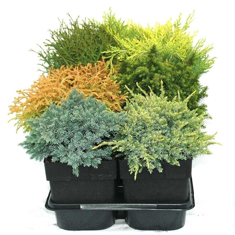 Conifer mix 40cm 17cm Pot
