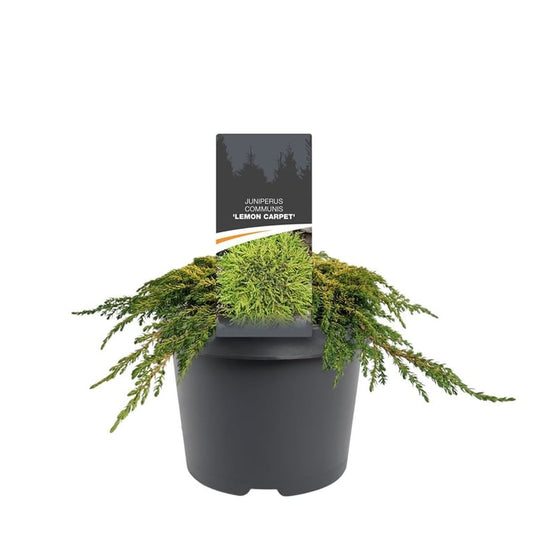 Juniperus communis 35cm 19cm Pot