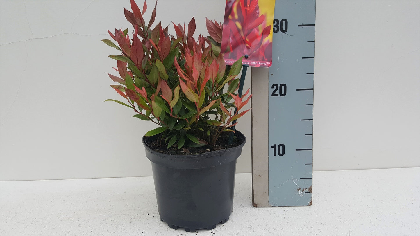 Leucothoe 'Little Flames' 7cm 17cm Pot