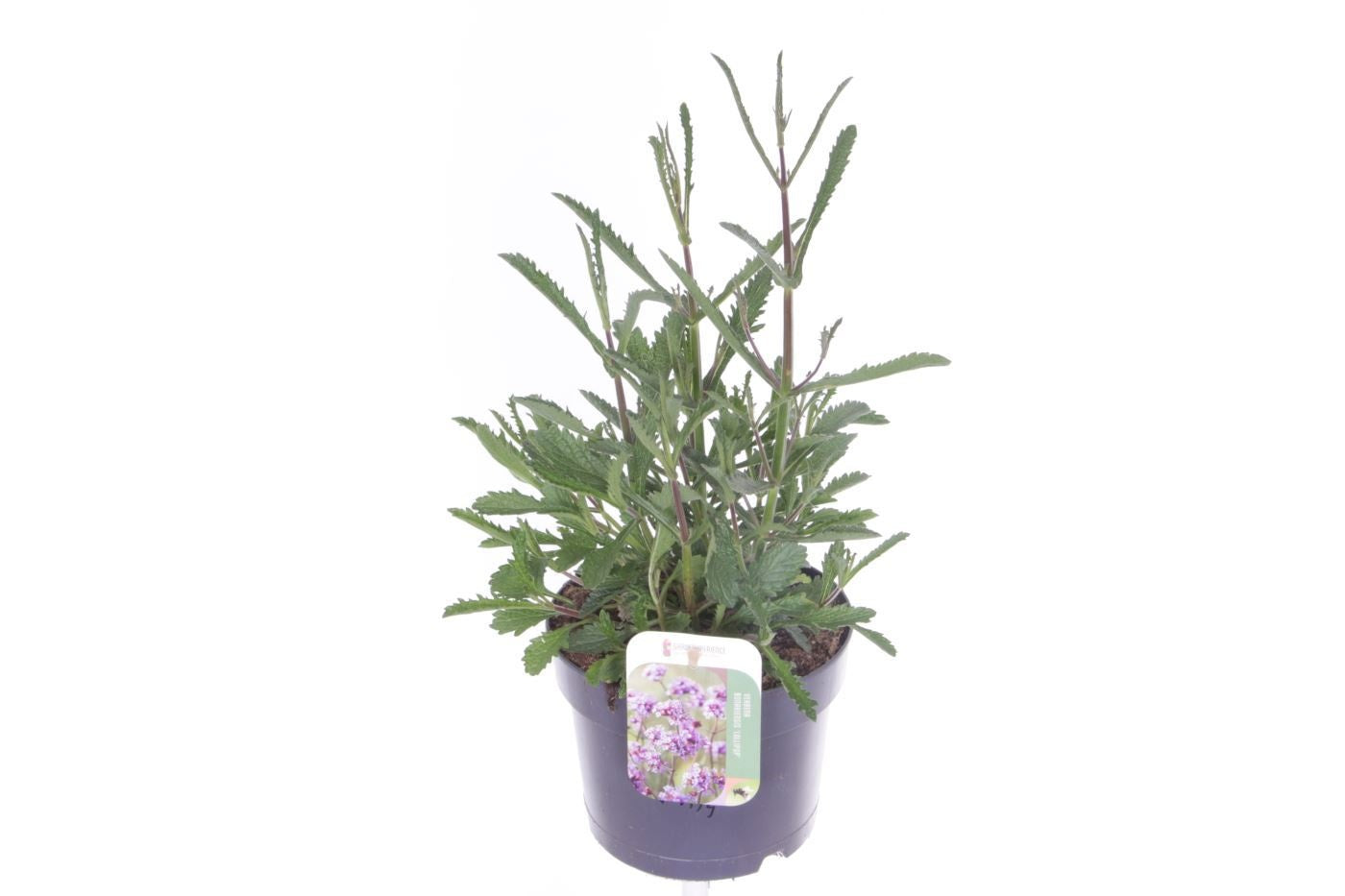 Verbena Lavender Spires 45cm 17cm Pot