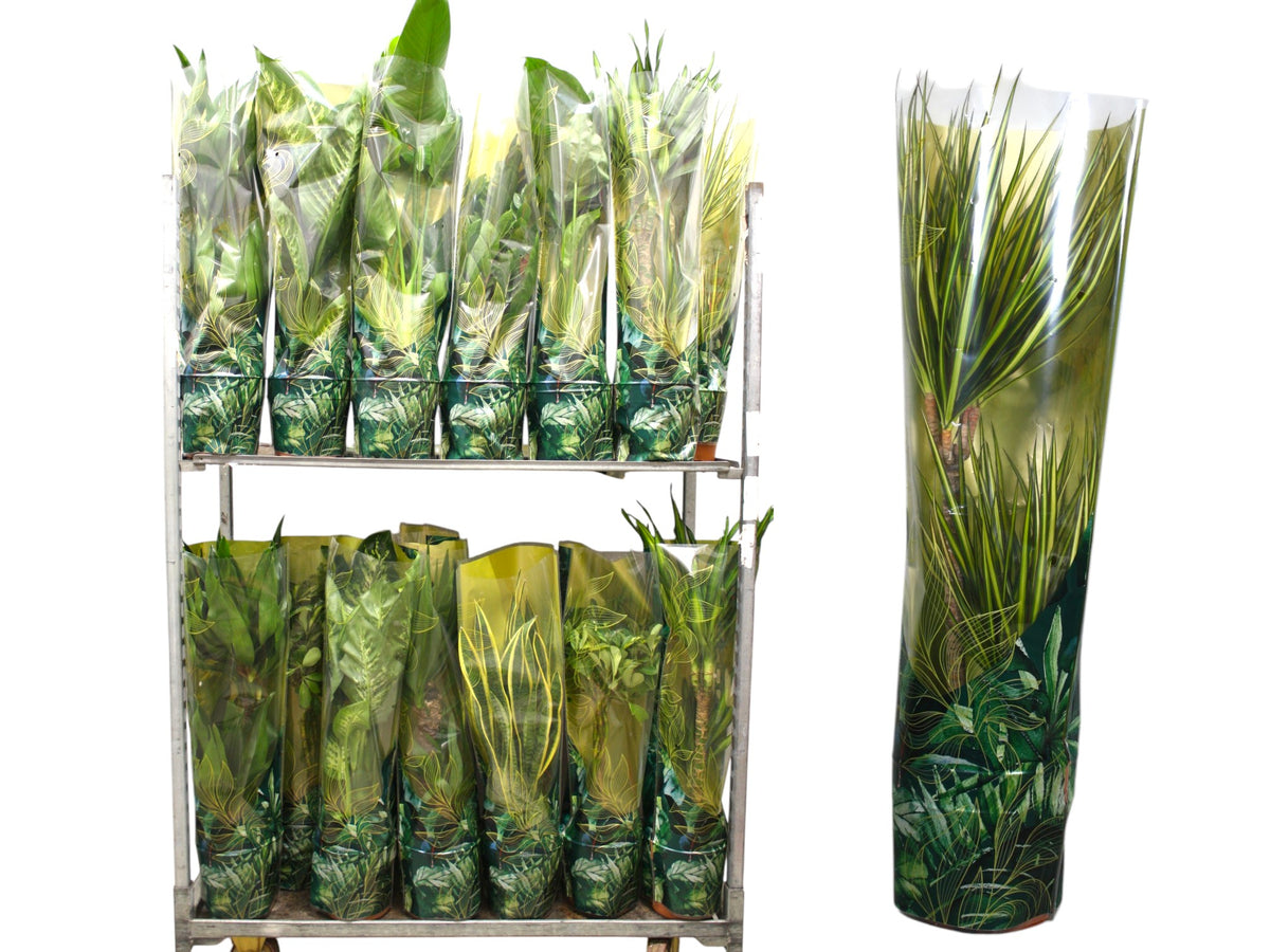 Foliage houseplants mix 90cm 21cm Pot