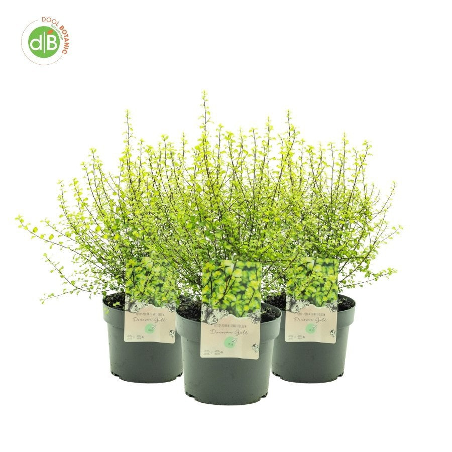 Pittosporum tenuifolium 50cm 19cm Pot