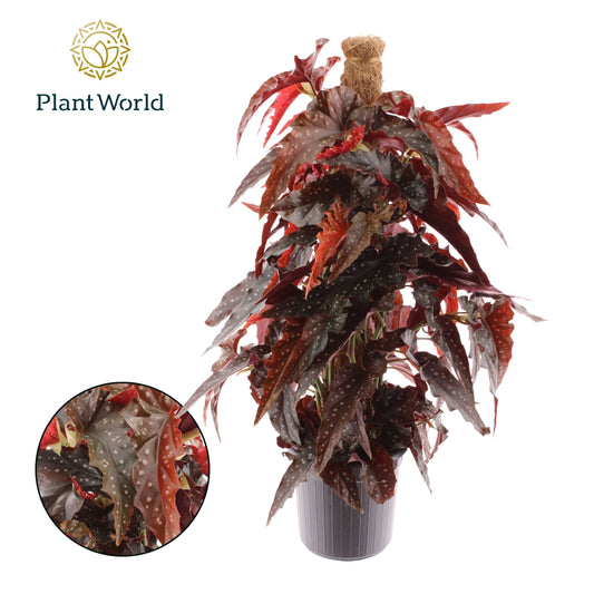 Begonia Black Forest 60cm 16cm Pot